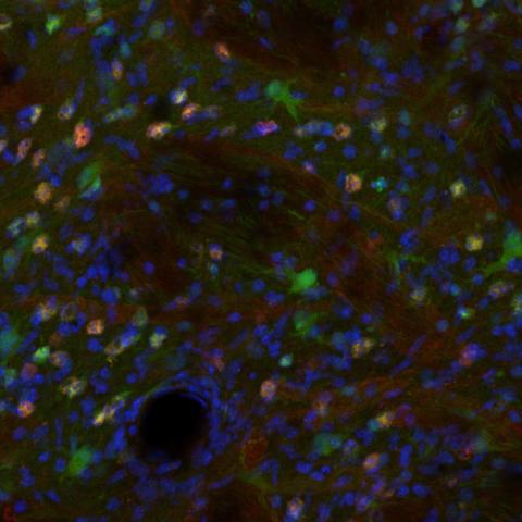 Vincent dion scientific image